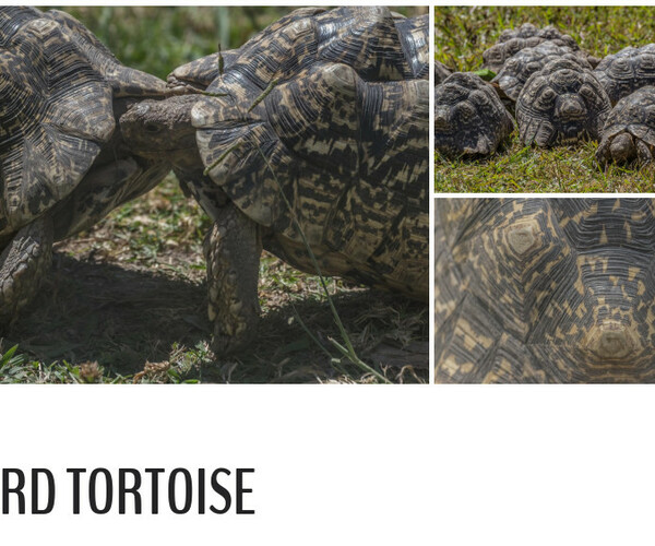 ArtStation - 190 photos of Leopard Tortoise | Resources