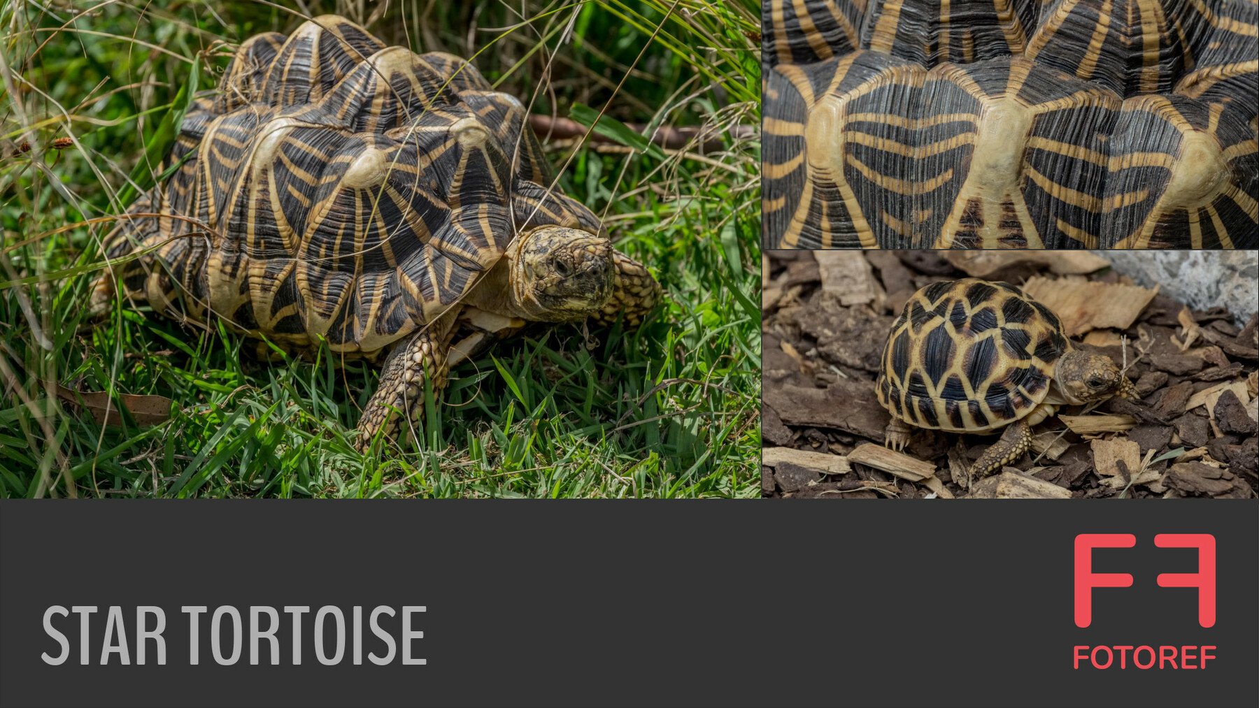 ArtStation - 56 photos of Star Tortoise | Resources