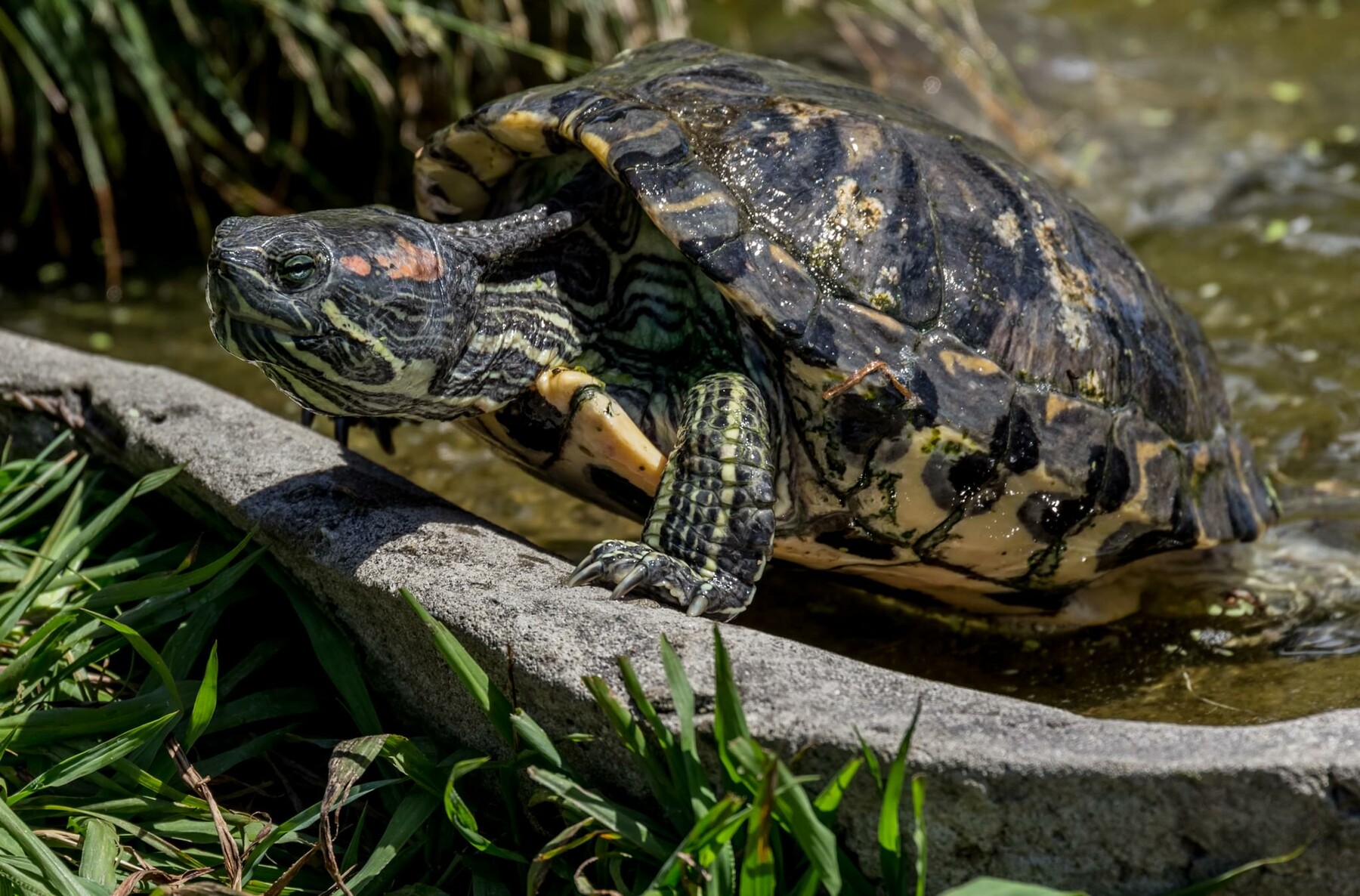 ArtStation - 77 photos of Red-Eared Terrapin and Reeves Turtles | Resources