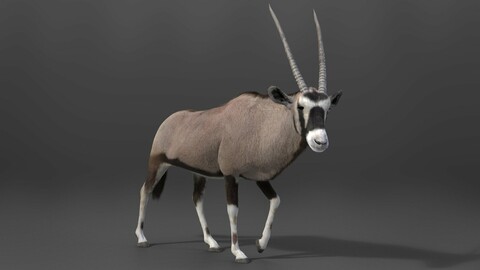 3D Animal | African Oryx Animated | VFX Grace