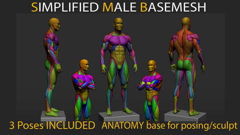 Simplified MALE ANATOMY BASEMESH