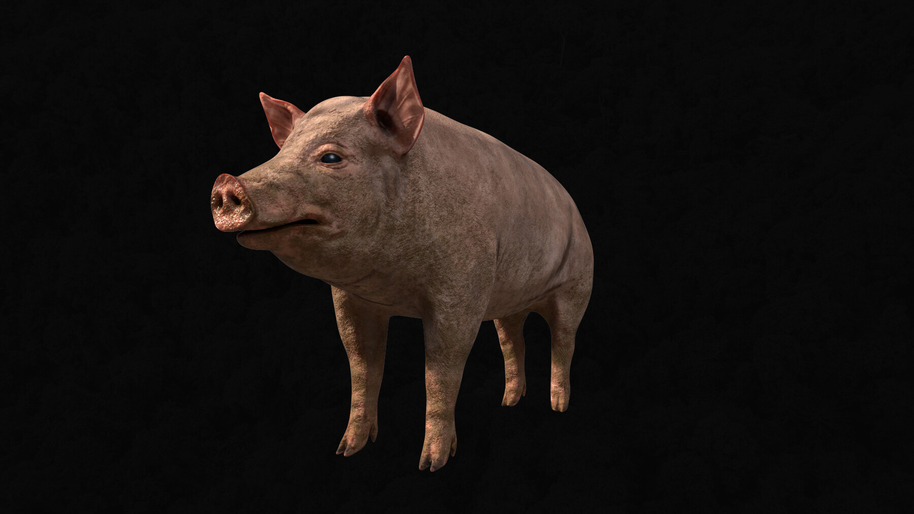 ArtStation - Animal Pack Part 1 | Resources