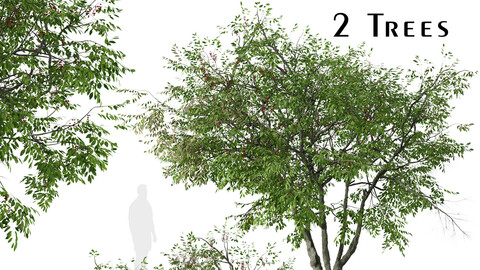 Set of Prunus serotina Tree (Black cherry) (2 Trees)