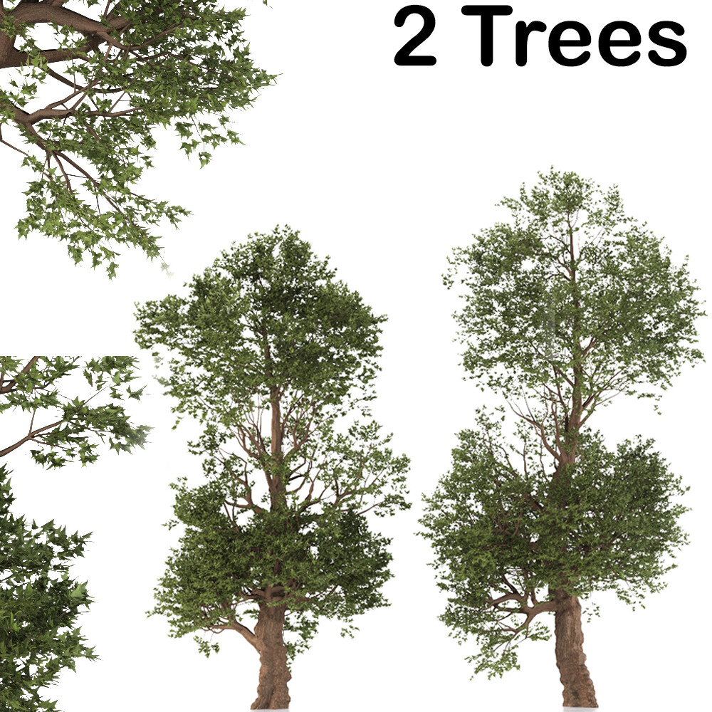 ArtStation - Trident Maple Tree (2 Trees) | Game Assets