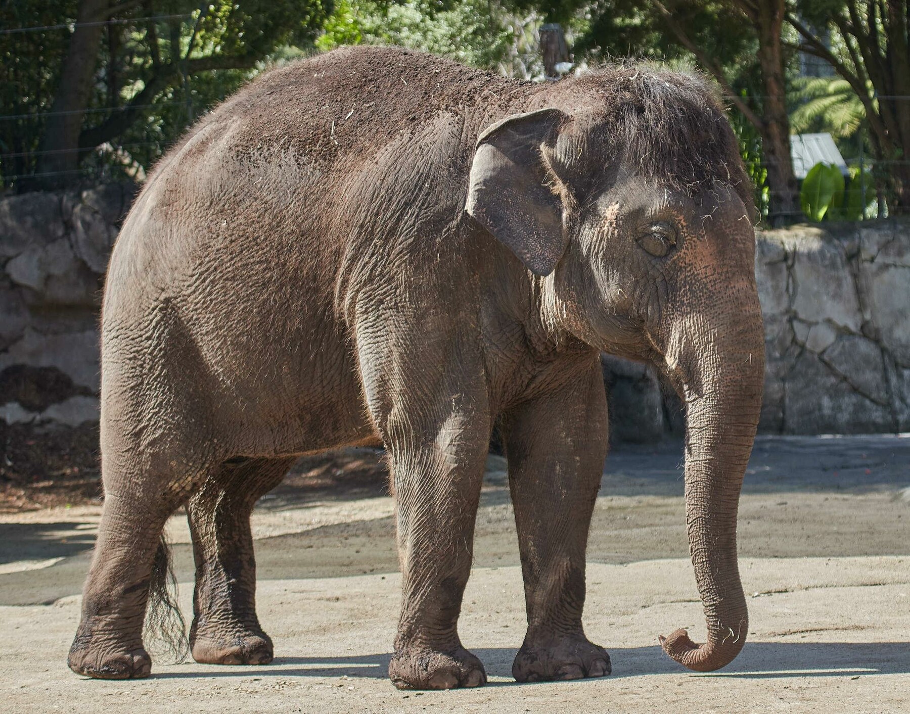 ArtStation - 241 photos of Indian Elephants | Resources