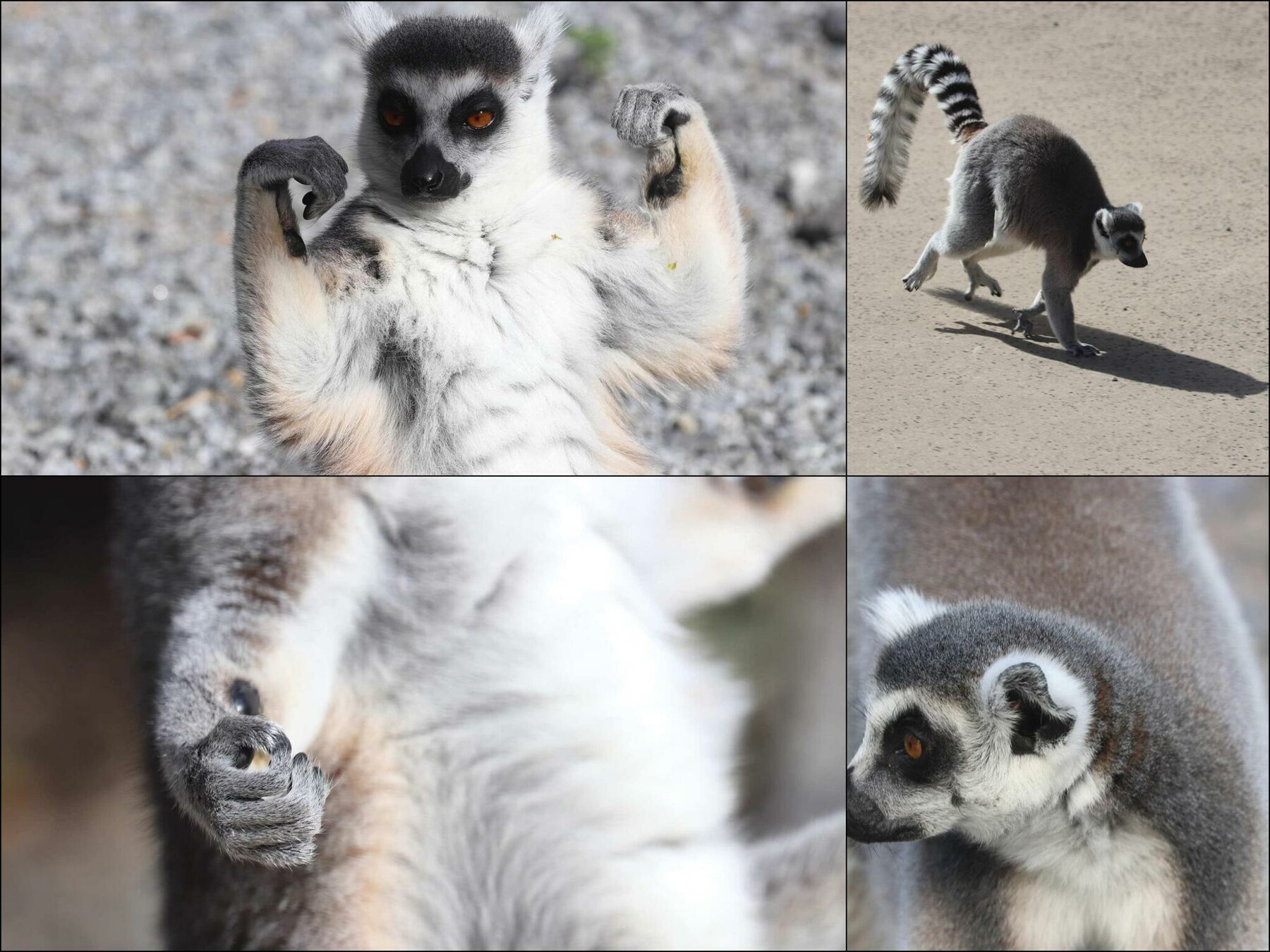 Ringtail Lemur | Monkeyland™ | Monkeyland Primate Sanctuary