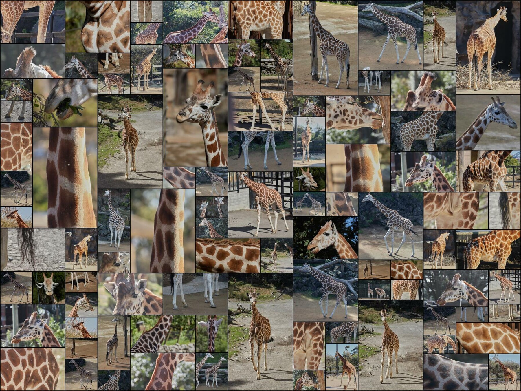 ArtStation - 296 photos of Giraffes | Resources