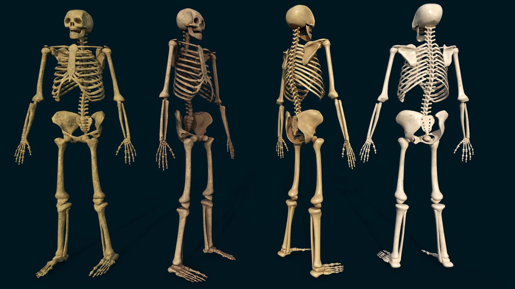 Bone 3d. Скелет сборный. Скелет человека рисунок. Скелет человека Maya.
