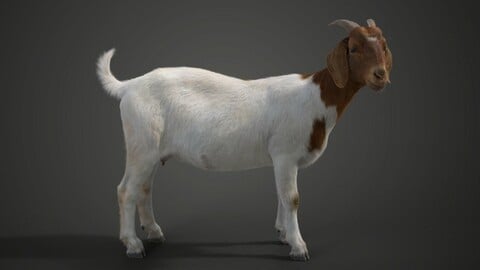 3D Animal | Boer Goat with 6 Animations | VFX Grace