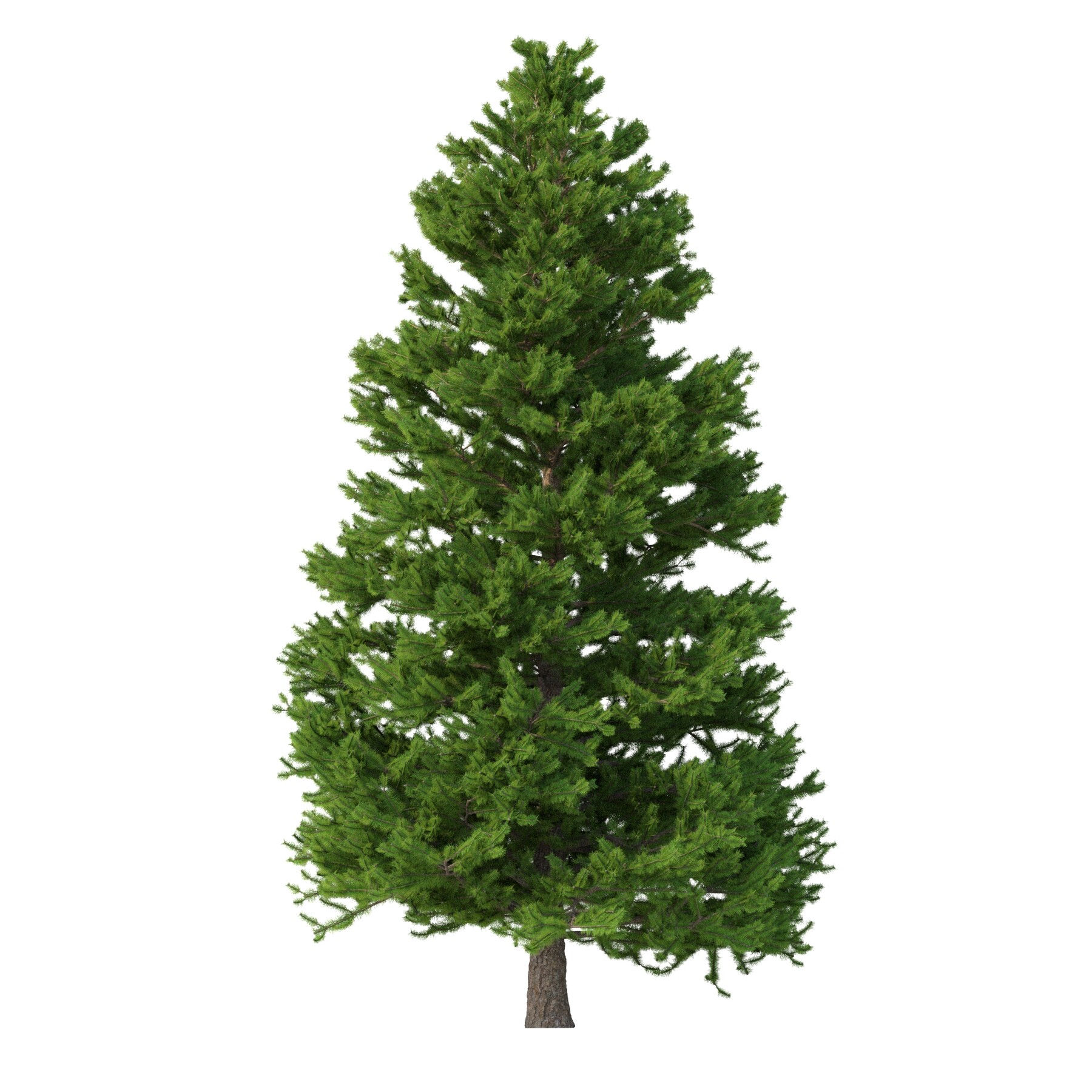 ArtStation - Tree- Picea Abies Set 3 - 2 in 1 | Resources