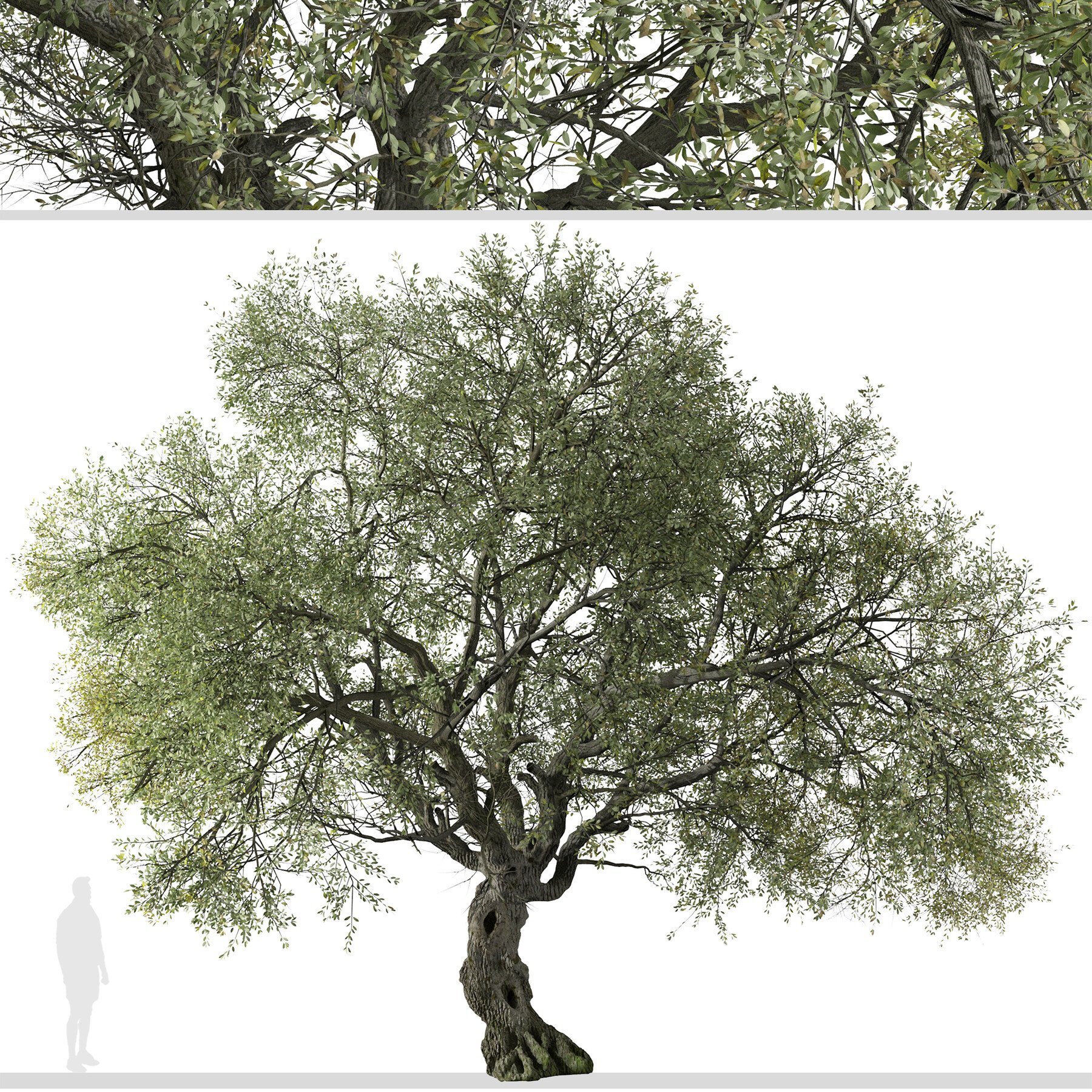 ArtStation - Set of Canyon live oak Tree (Quercus chrysolepis) (2 Trees ...