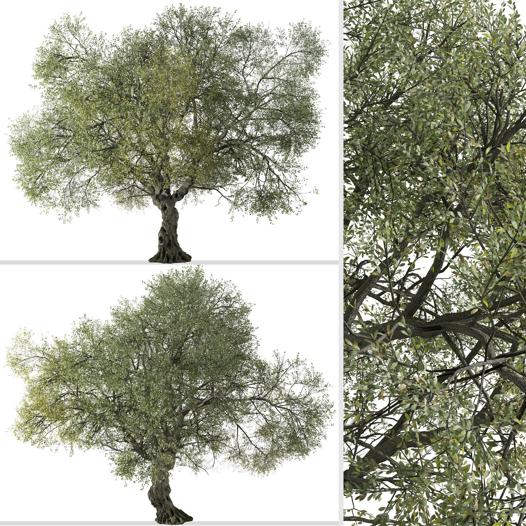 ArtStation - Set of Canyon live oak Tree (Quercus chrysolepis) (2 Trees ...