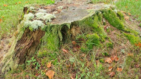 Various Tree Stumps