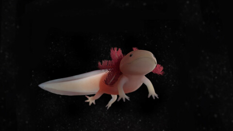 Axolotl