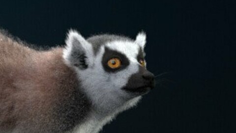 3D Animal | Ring Tailed Lemur Animated | VFX Grace