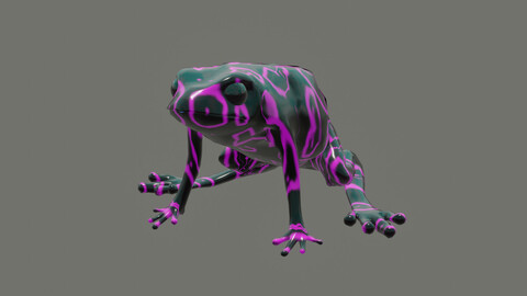 toad Atelopus varius (Atelopus longirostris)