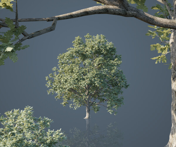 ArtStation - White Oak Trees | Game Assets