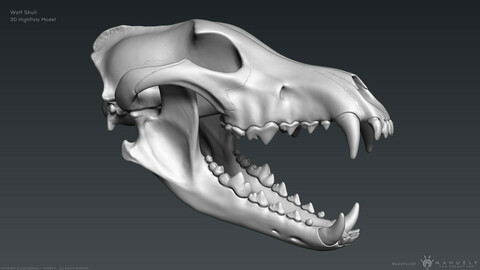 3D Wolf Skull – Highpoly Sculpture