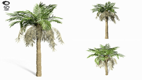 3D Assets : palm tree 8s