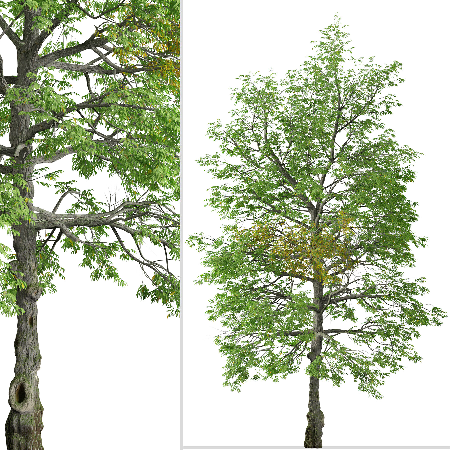 ArtStation - Set of Black ash Tree ( Fraxinus nigra ) (2 Trees) | Resources