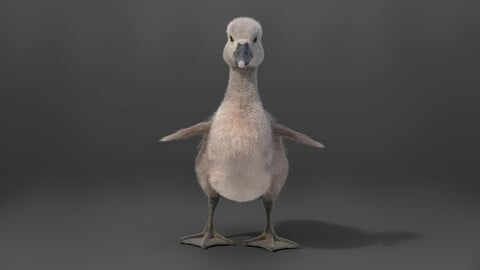 3D Animal | Young Mute Swan | VFX Grace