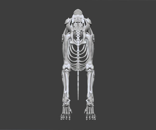 ArtStation - 3D Lion Skeleton | Game Assets