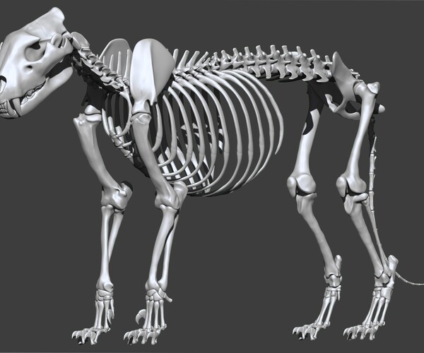 ArtStation - 3D Lion Skeleton | Game Assets