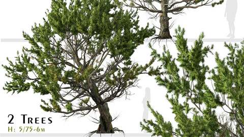 Set of Limber pine Tree ( Pinus flexilis ) (2 Trees) ( 3Ds MAX – Blender - Cinema4D – FBX – OBJ )