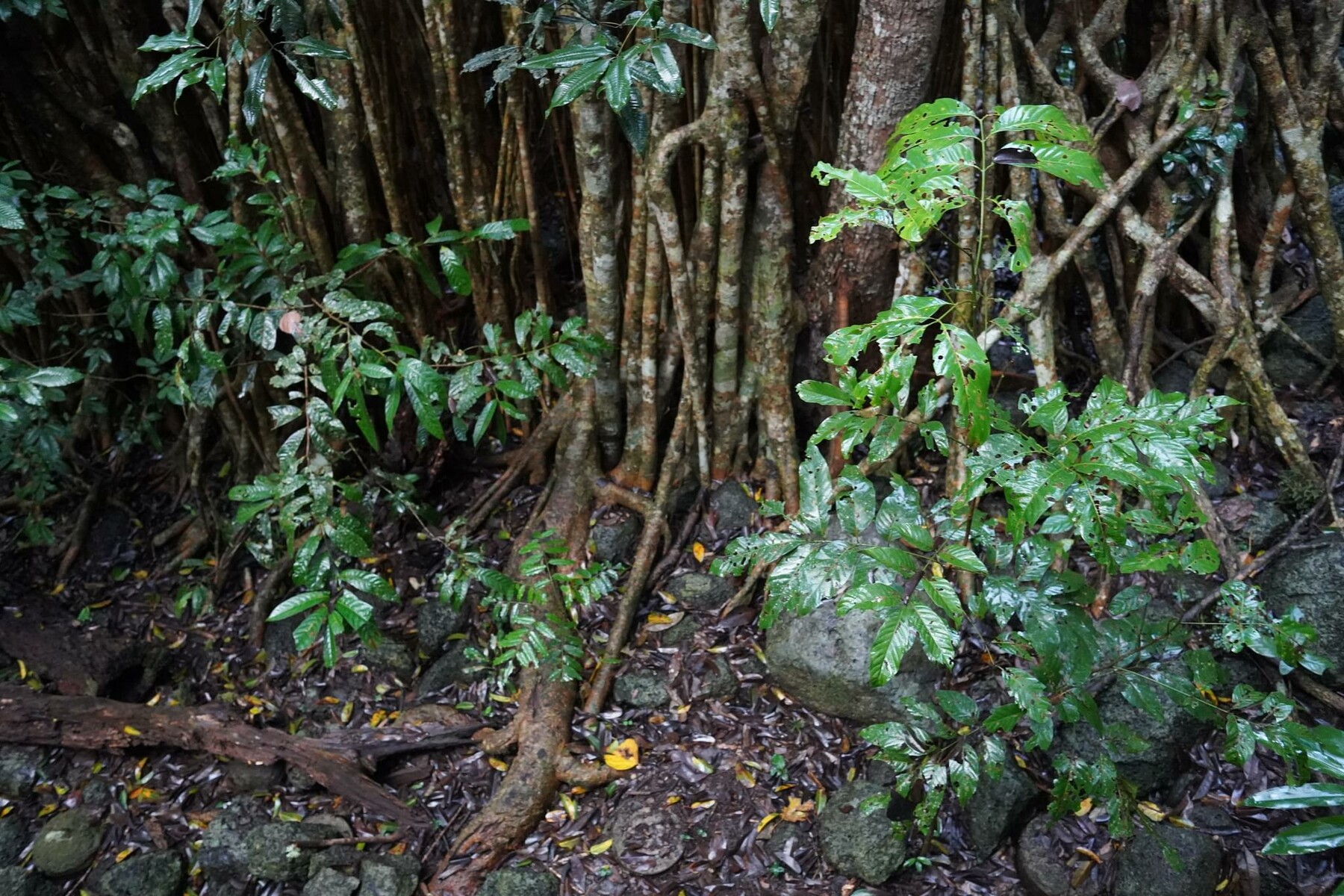 FOTOREF.COM Photo Packs - 85 photos of Giant Fig Tree