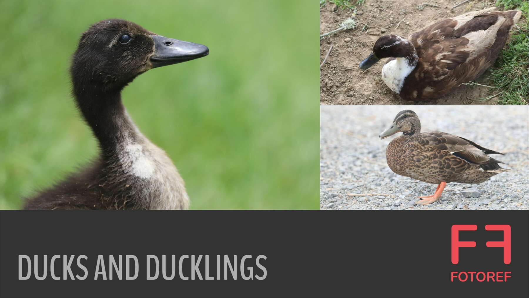 ArtStation 61 photos of Ducks and Ducklings Resources