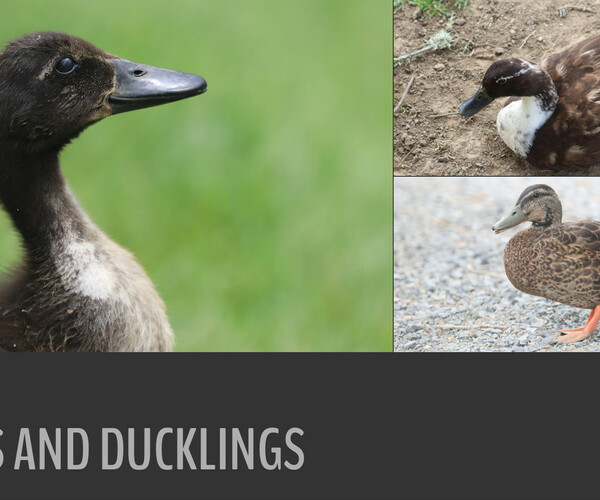 ArtStation 61 photos of Ducks and Ducklings Resources