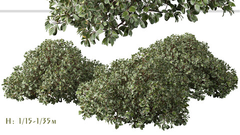 Set of Cornus alba Elegantissima Shrubs (Siberian dogwood) (3 Plants) ( 3Ds MAX – Blender - Cinema4D – FBX – OBJ )