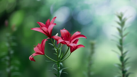 3D Flower | Lily Flower