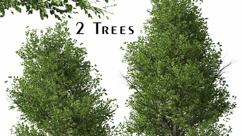 Set of Pyrus calleryana Trees (Callery pear) (2 Trees) ( 3Ds MAX - Blender - Unreal Engine - Cinema4D - FBX - OBJ )