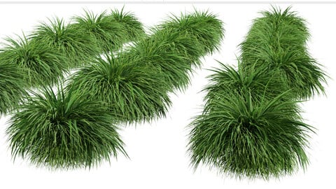 Set of Hakonechloa Plant ( Japanese Forest Grass ) (3 Plants) ( 3Ds MAX - Blender - Unreal Engine - Cinema4D - FBX - OBJ )