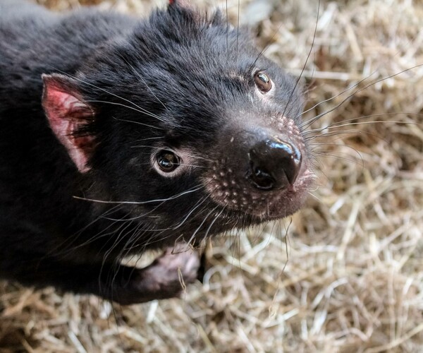 ArtStation - 122 photos of Tasmanian Devil | Resources