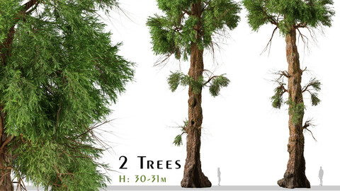 Set of Giant sequoia Tree (Sequoiadendron Giganteum) (2 Trees) ( 3Ds MAX - Blender - Unreal Engine - Cinema4D - FBX - OBJ )