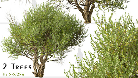 Set of Olive Tree ( European olive ) ( 2 Trees ) ( 3Ds MAX - Blender - Unreal Engine - Cinema4D - FBX - OBJ )