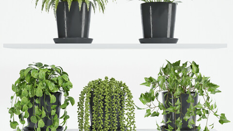 plant set 05