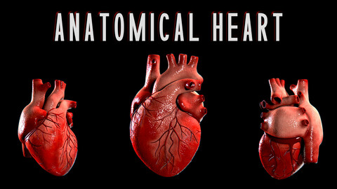 Anatomical Human Heart  [ Game Ready ]