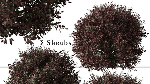 Set of Pittosporum Purpureum Shrubs ( Kohuhu Shrub ) (3 Plants) ( 3Ds MAX - Blender - Unreal Engine - Cinema4D - FBX - OBJ )