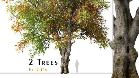 Set of Italian maple Tree ( Acer Opalus ) ( 2 Trees ) ( 3Ds MAX - Blender - Unreal Engine - Cinema4D - FBX - OBJ )