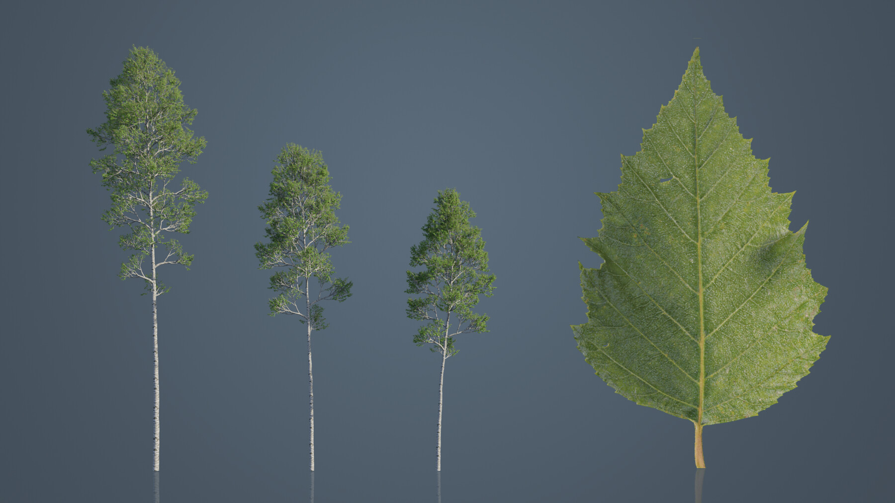 ArtStation Common Birch Trees Game Assets