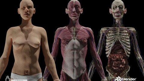 HD Female Complete Human 3D Anatomy Model