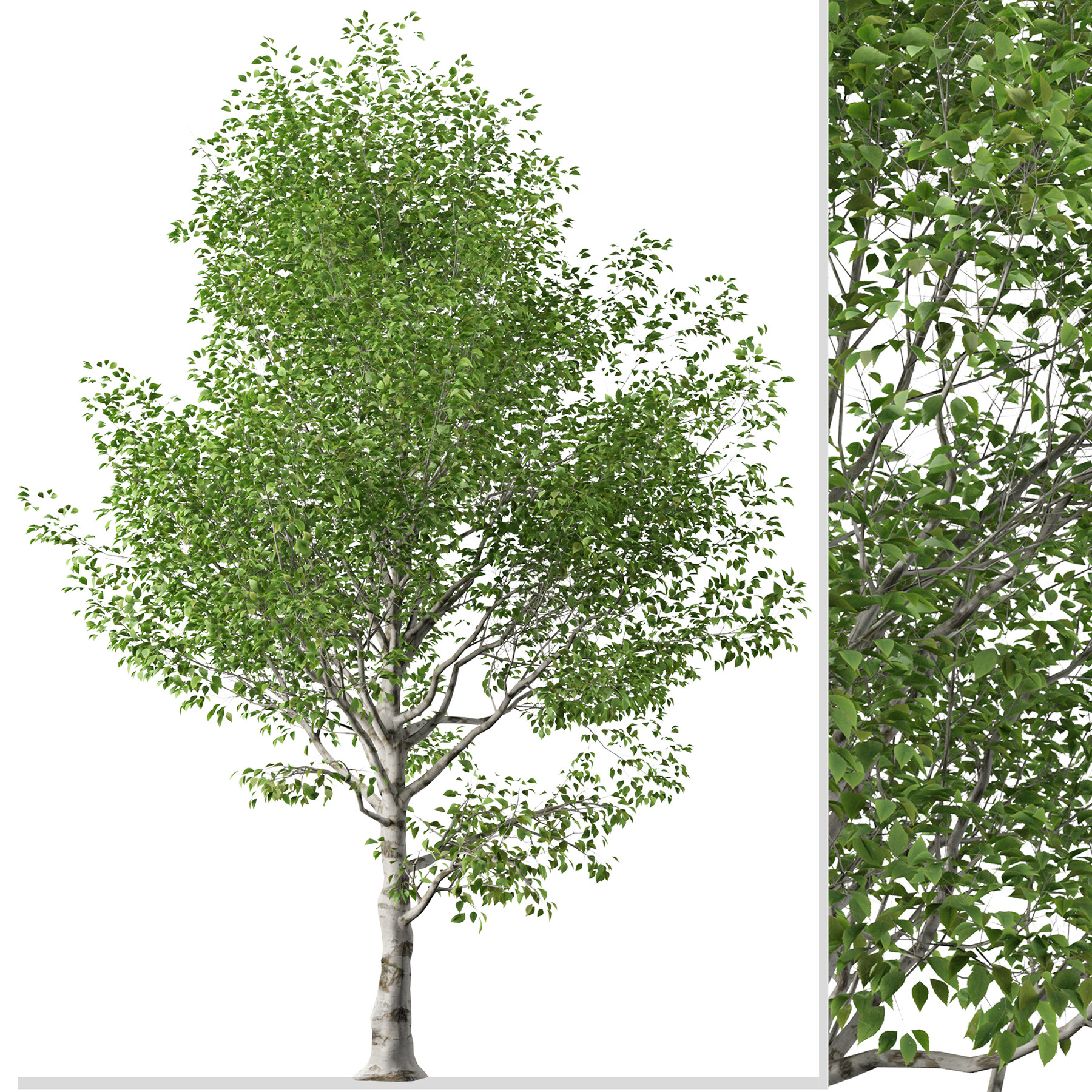 ArtStation - Set of Betula utilis Trees ( Himalayan Birch ) ( 2 Trees ...