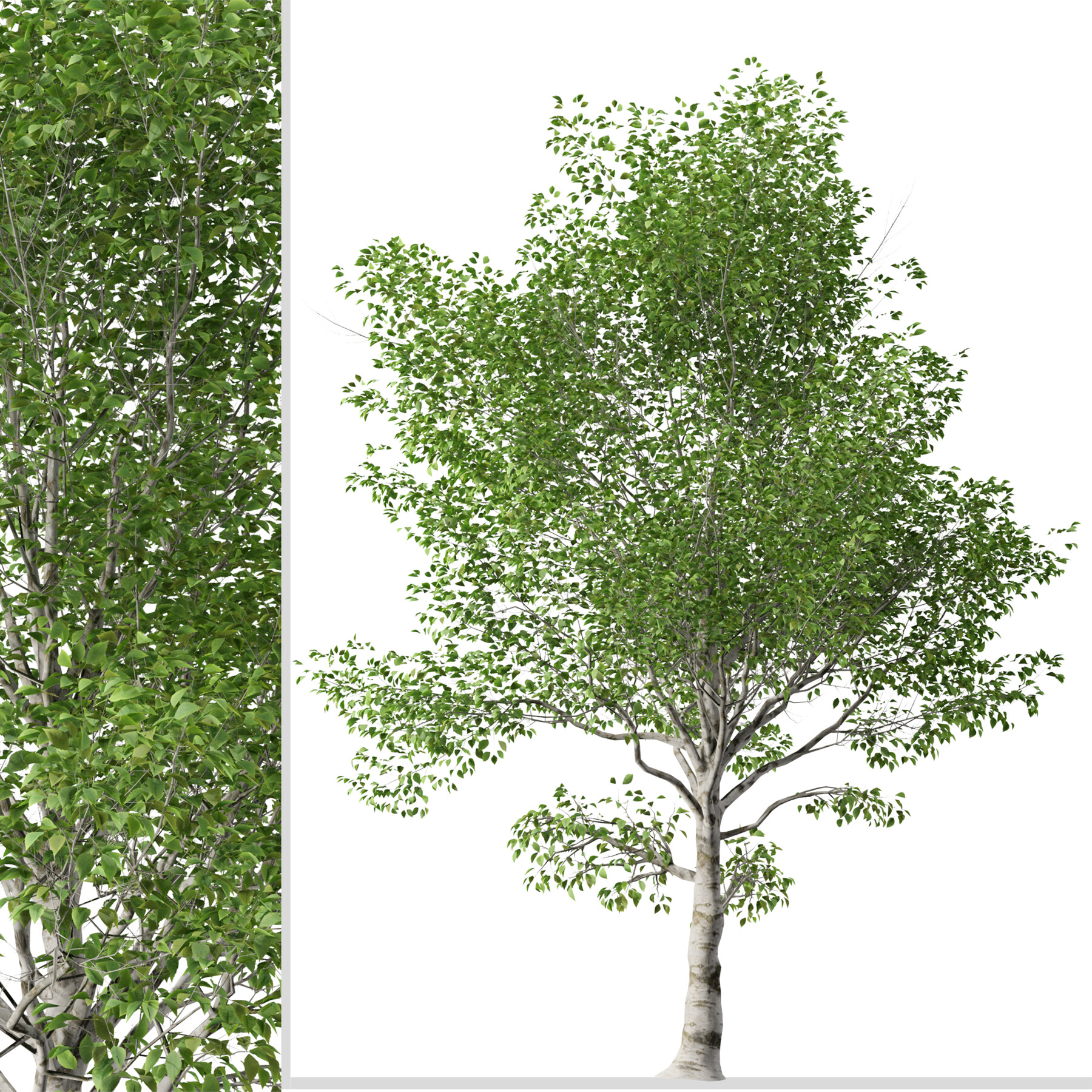 ArtStation - Set of Betula utilis Trees ( Himalayan Birch ) ( 2 Trees ...