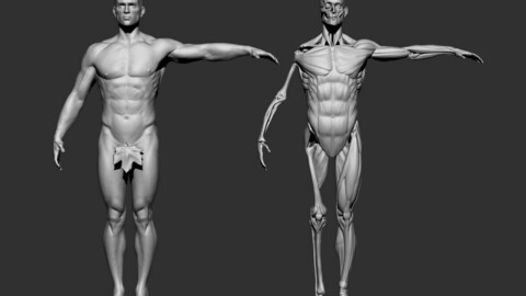 Anatomy 2021 3D model