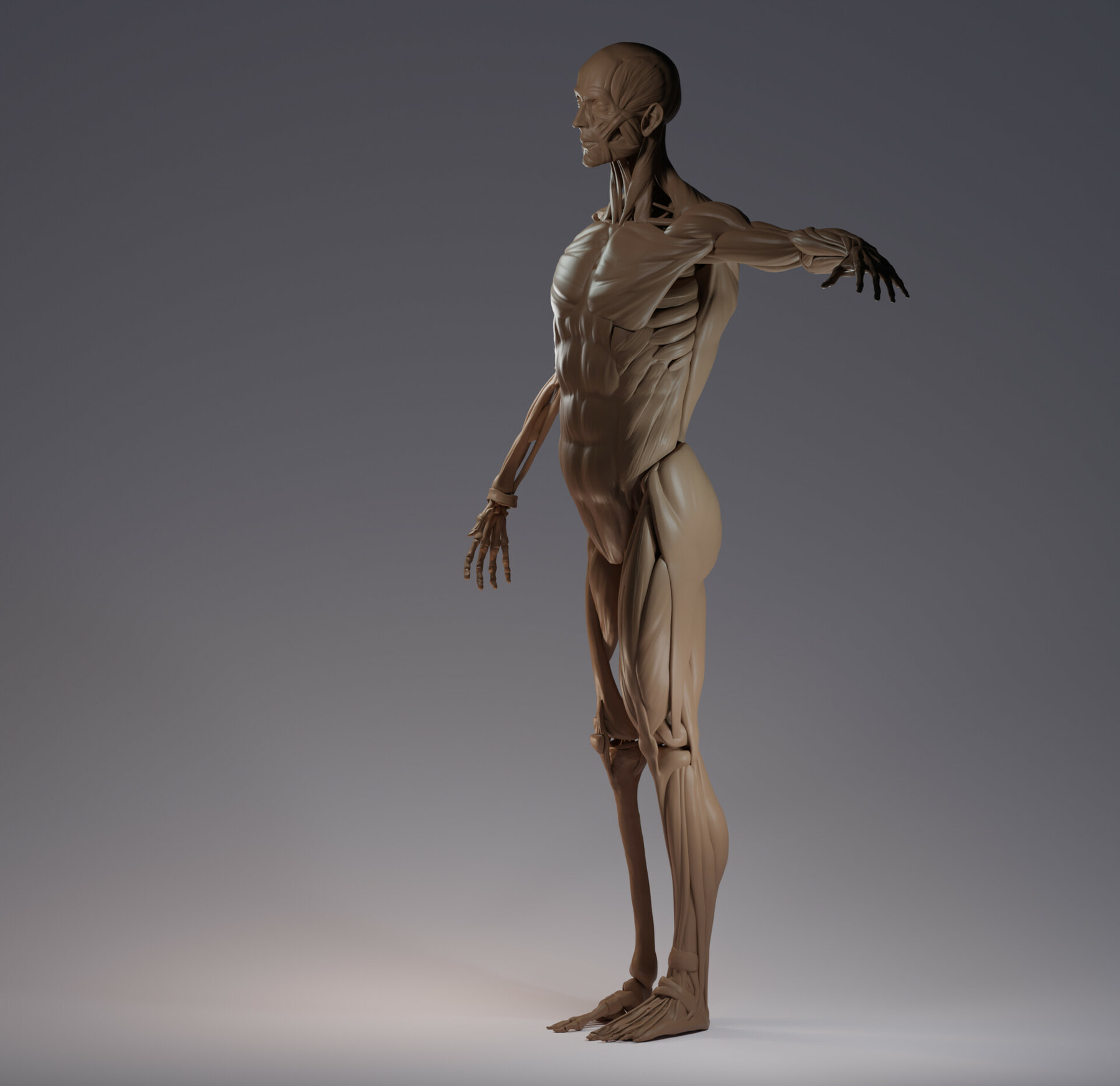 The Art of Anatomy: Sculpting and Rendering Techniques for Creating a  Lifelike 3D Model