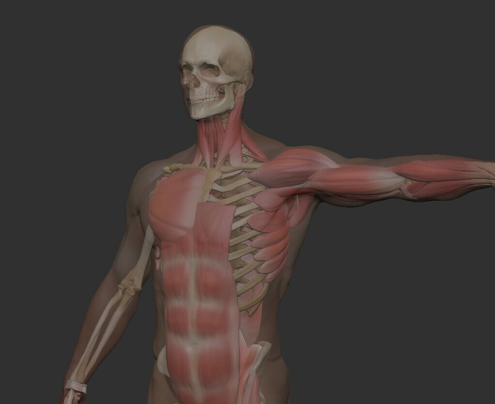 ArtStation - Anatomy 2021 3D model | Resources