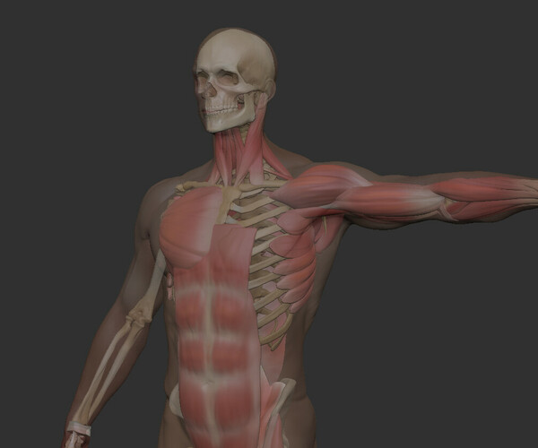 ArtStation - Anatomy 2021 3D model | Resources